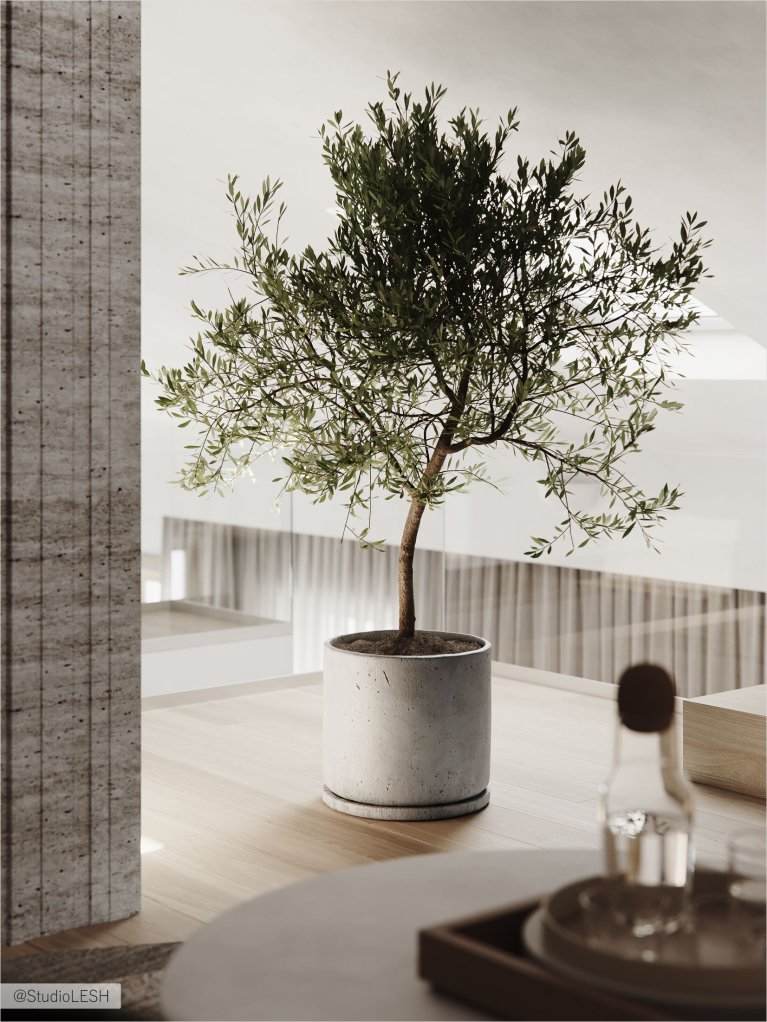 Оливковое дерево в современном интерьере.